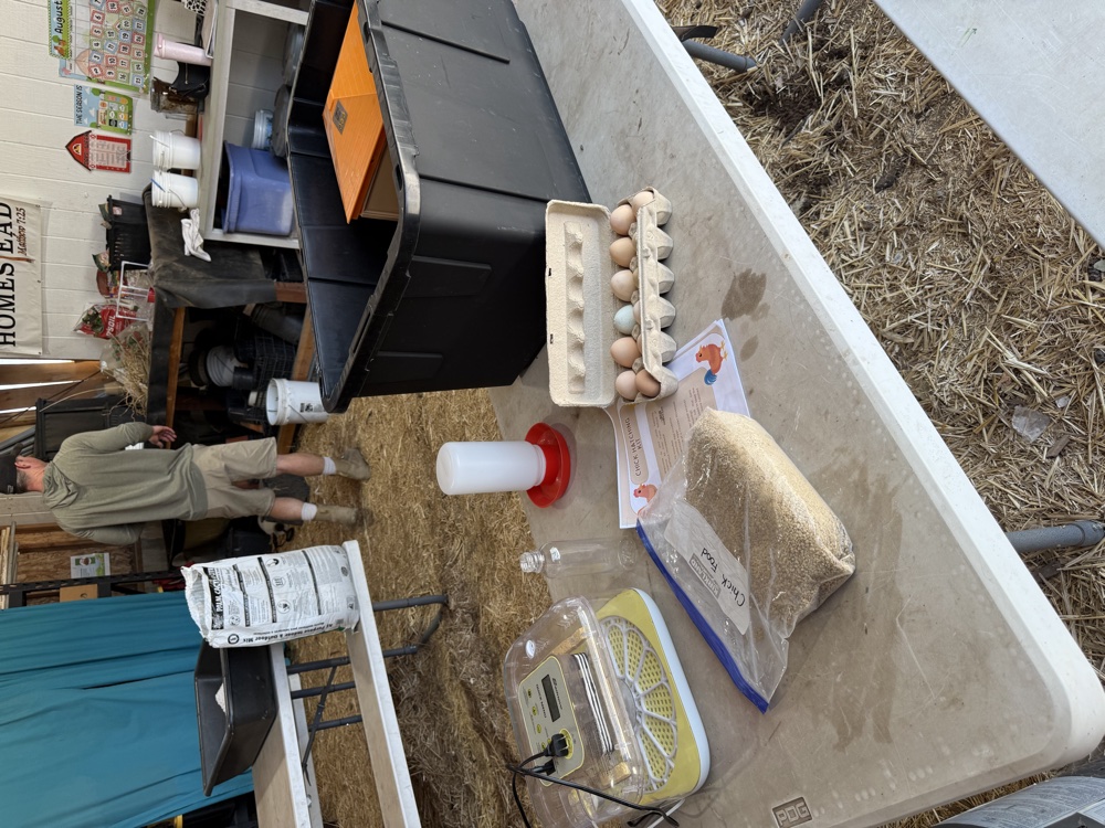 A Chick Hatching Kit from Solid Rock Homestead 725 with incubator, fertile eggs, and chick food
