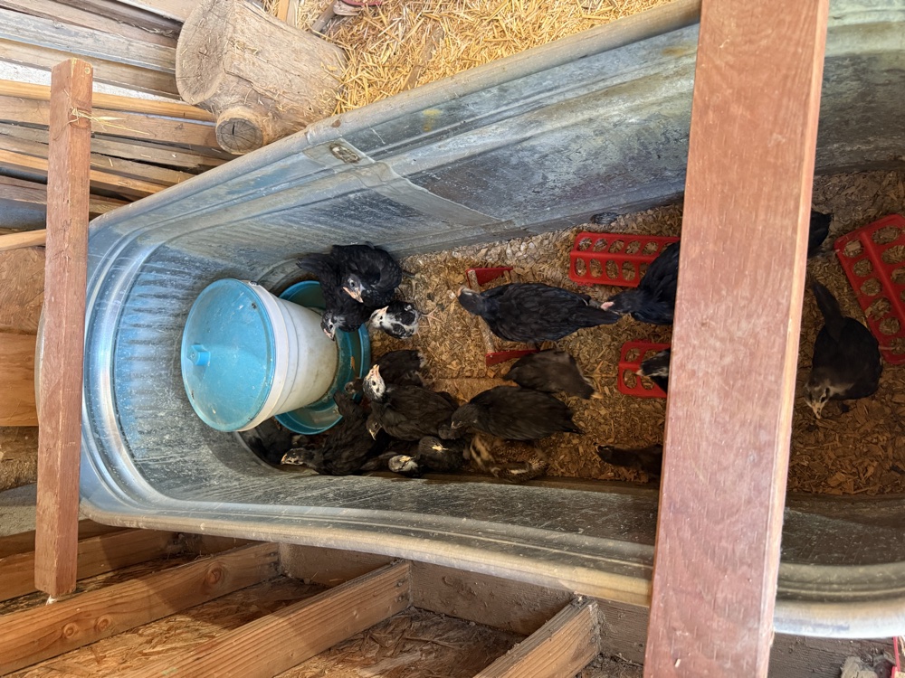 Young chicks and pullets raised at Solid Rock Homestead 725
