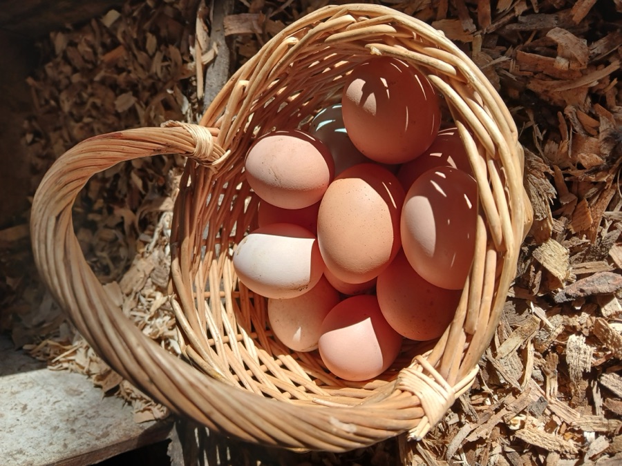 A basket of fresh eggs from Solid Rock Homestead 725