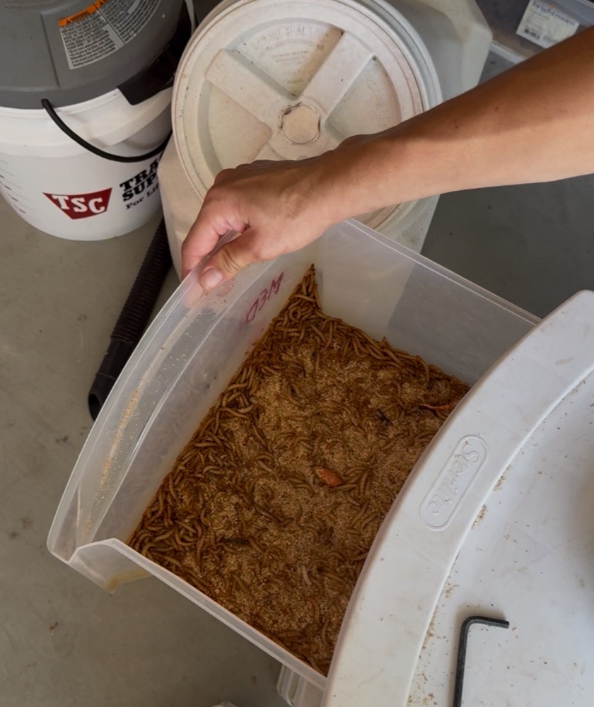 A bin of mealworms raised on Solid Rock Homestead 725