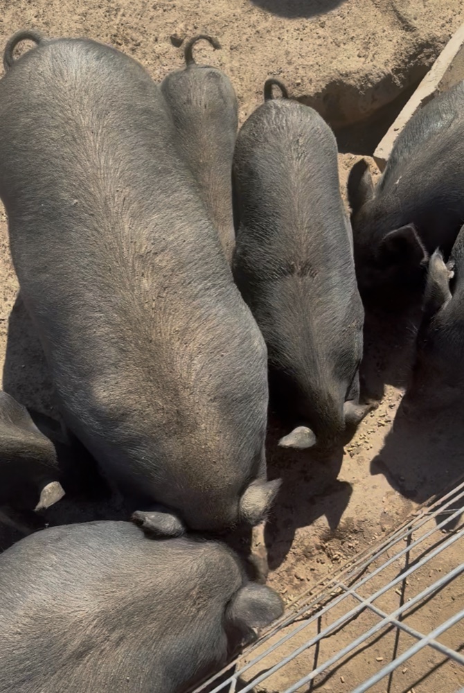 Piglets raised at Solid Rock Homestead 725
