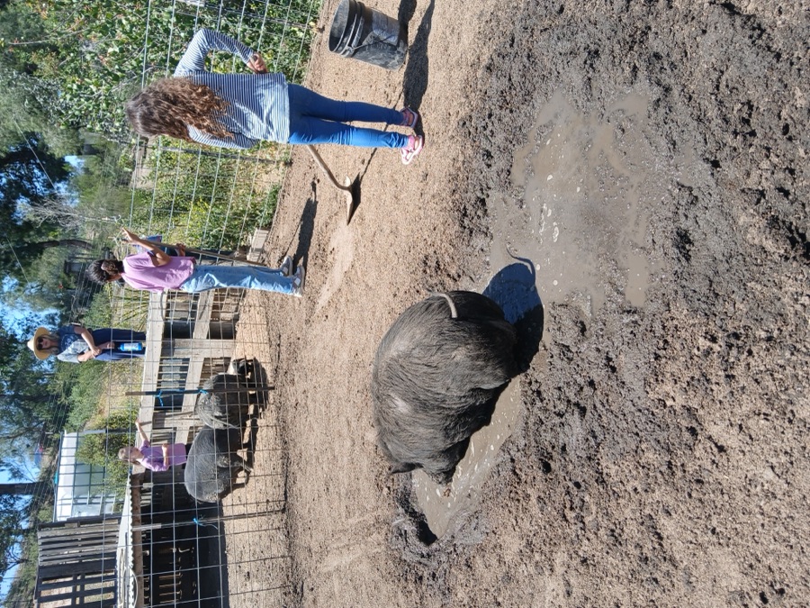 Kids doing a farm chore with the pigs at Solid Rock Homestead 725